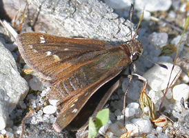Cobweb Skipper